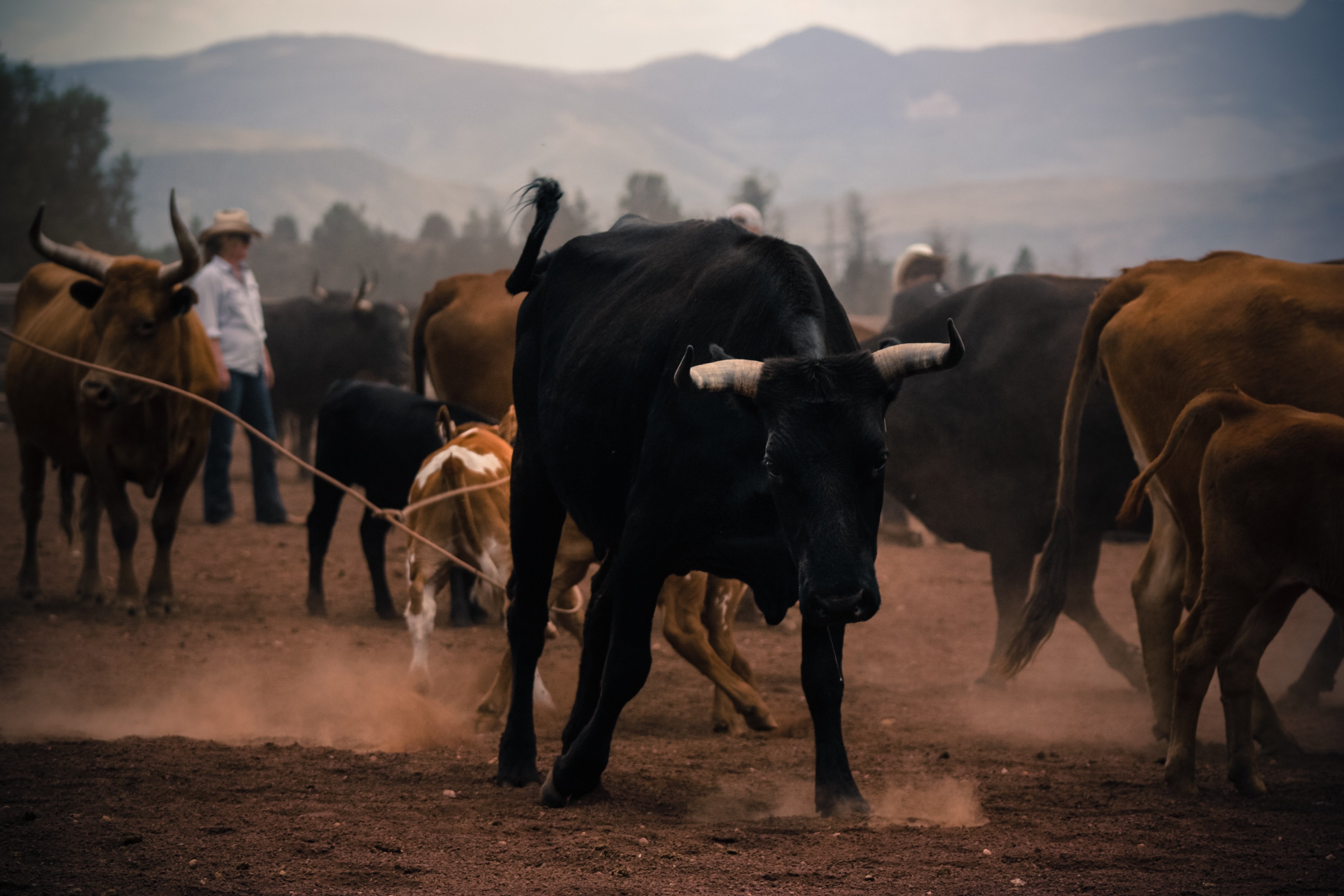 Troupeau de taureaux | Source : Unsplash
