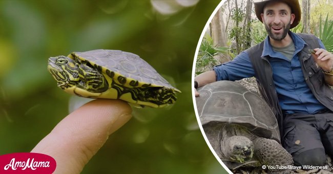 Woman captured on camera giant tortoise eating from her hands