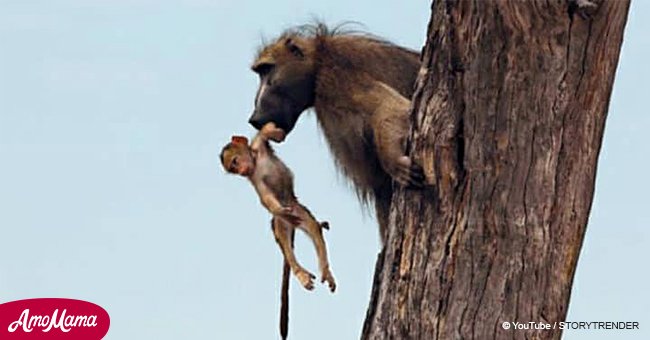 Little baby baboon falls into lioness’ lap, but her reaction stuns the world