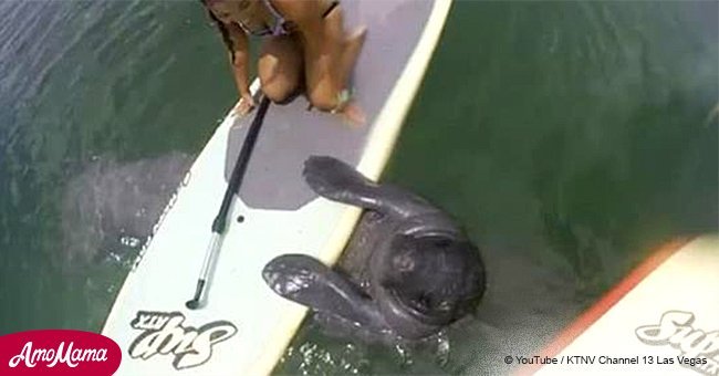 Friendly manatee surprises paddleboarders by jumping on board 'to say hello' (video)
