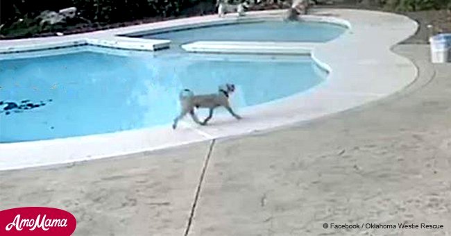 Video of heroic dog's quick reaction to his friend falling in a swimming pool goes viral