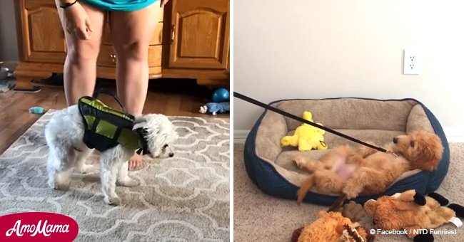 These dogs refuse to listen to their owners