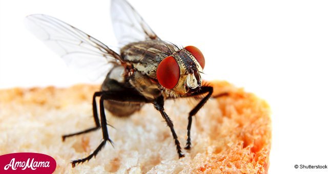 Here's what happens when a fly sits down on your food. It's worse than you thought
