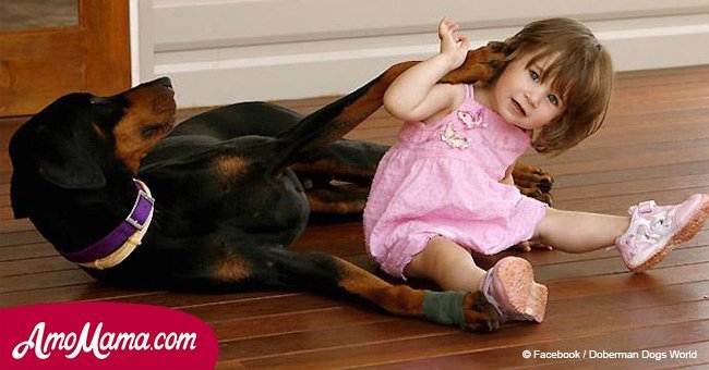 2-year-old girl was playing with Doberman. Suddenly the dog snarled and rushed to the baby