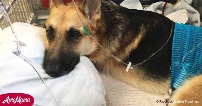 Hero dog takes rattlesnake bite for 7-year-old girl. People say thanks 