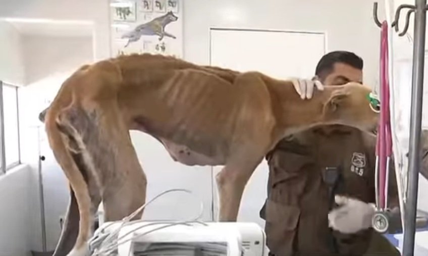 Des policiers ont trouvé un chien lévrier mal nourri attaché à un arbre. | Photo : YouTube/T13