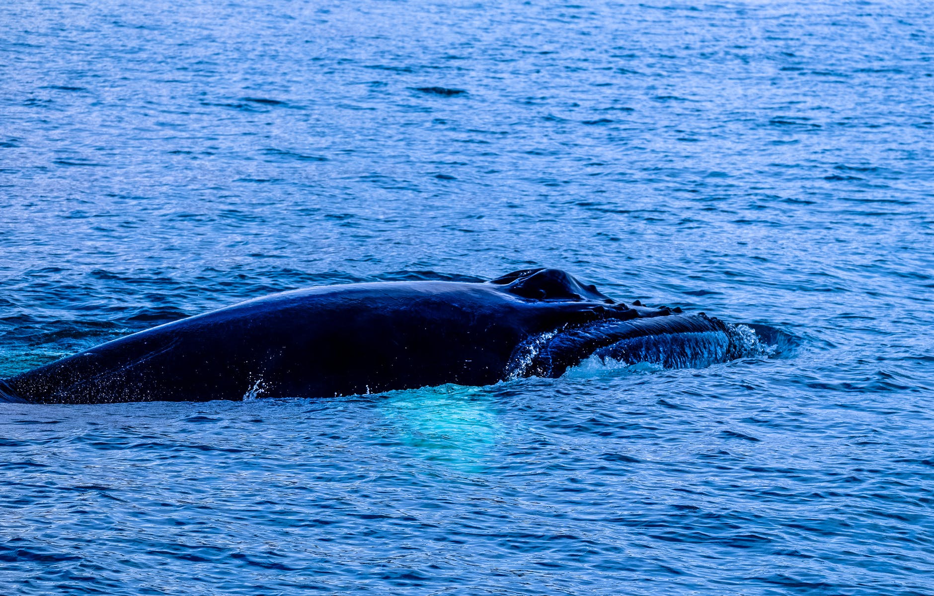A whale swimming in the ocean | Photo: Pexels