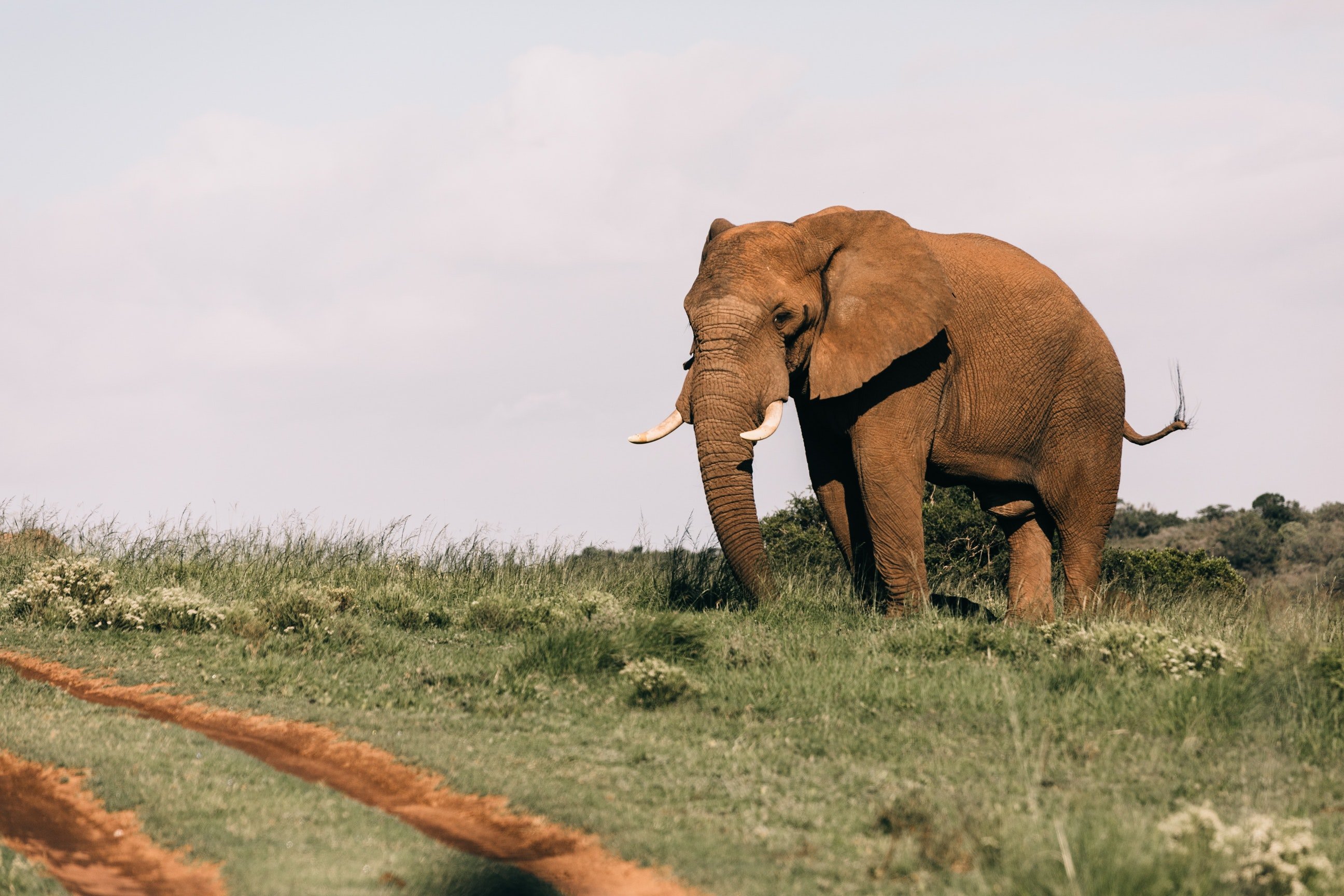Pictured - A photo of an elephant on grassy fields | Source: Pexels 