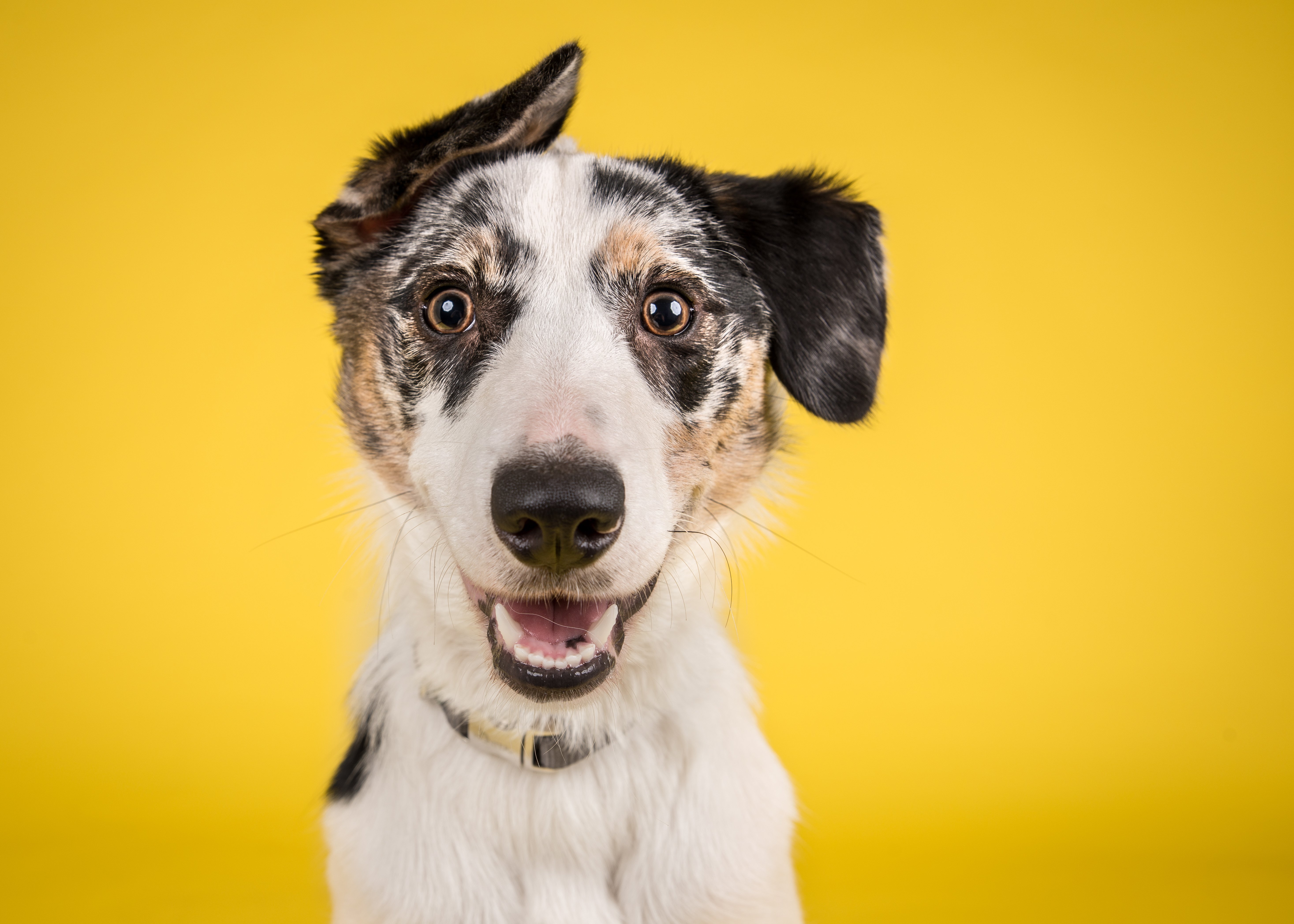 Perro con la boca abierta. Fuente: Shutterstock