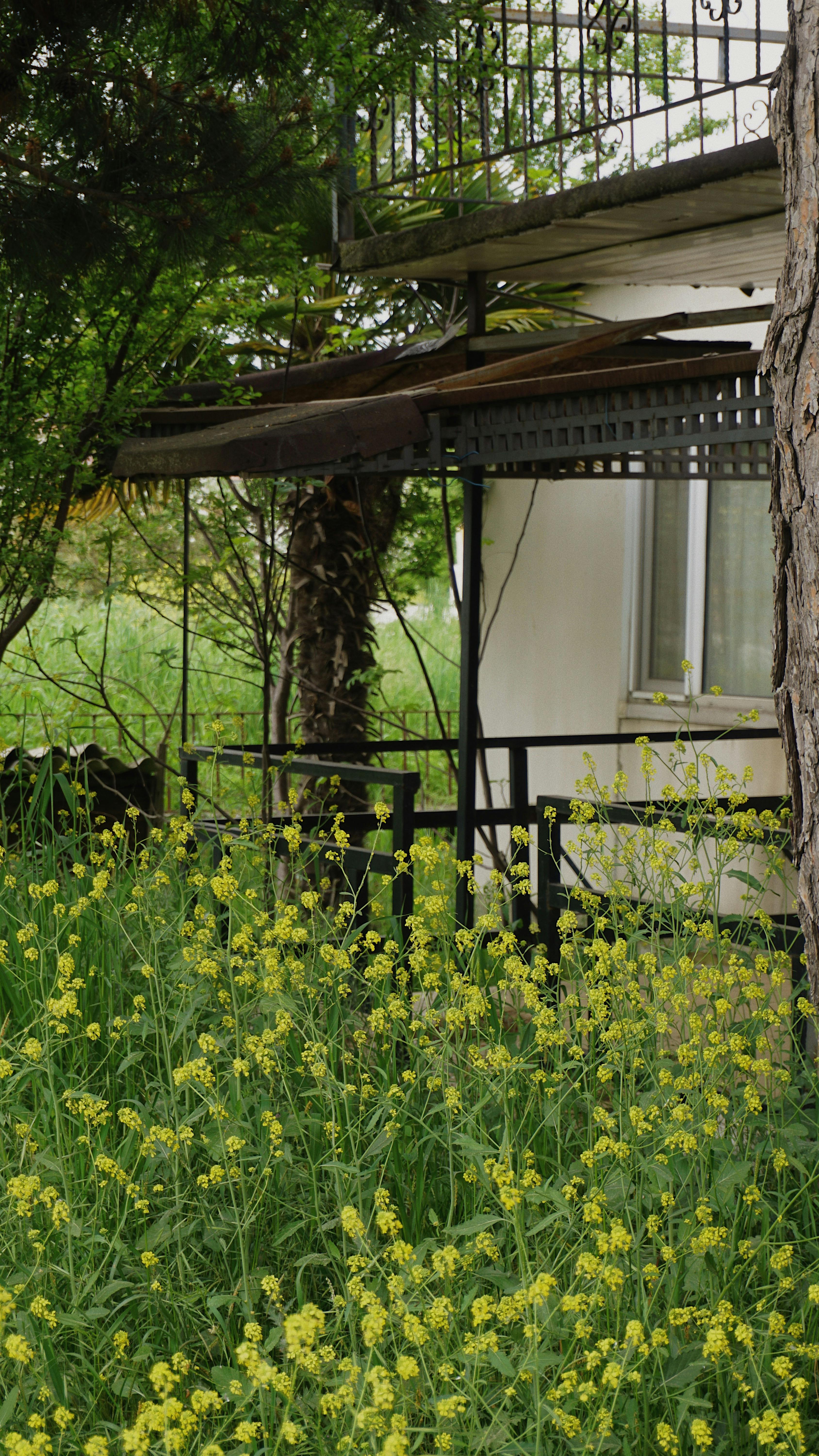 An overgrown backyard garden | Source: Pexels