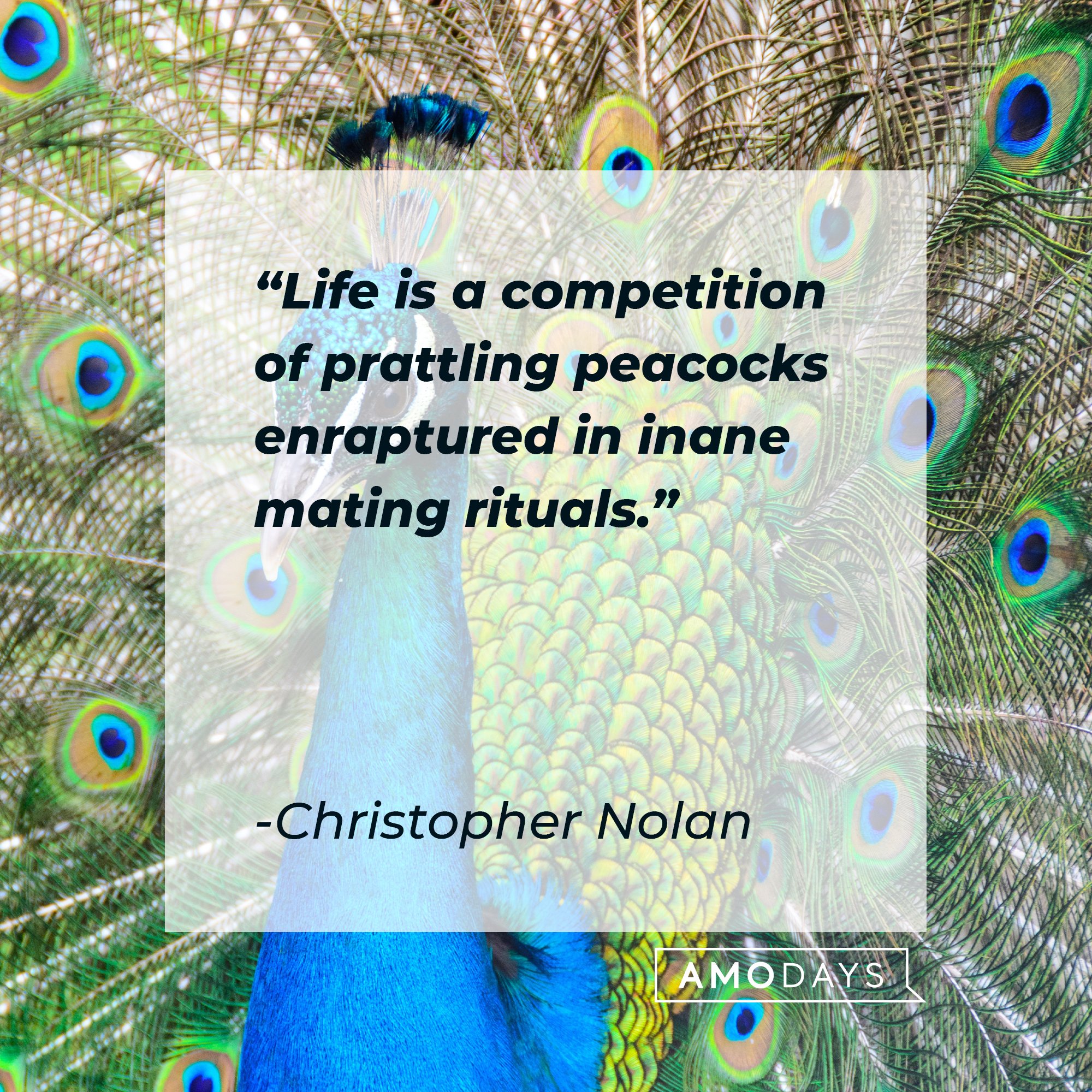 Christopher Nolan's quote: "Life is a competition of prattling peacocks enraptured in inane mating rituals." | Image: AmoDays