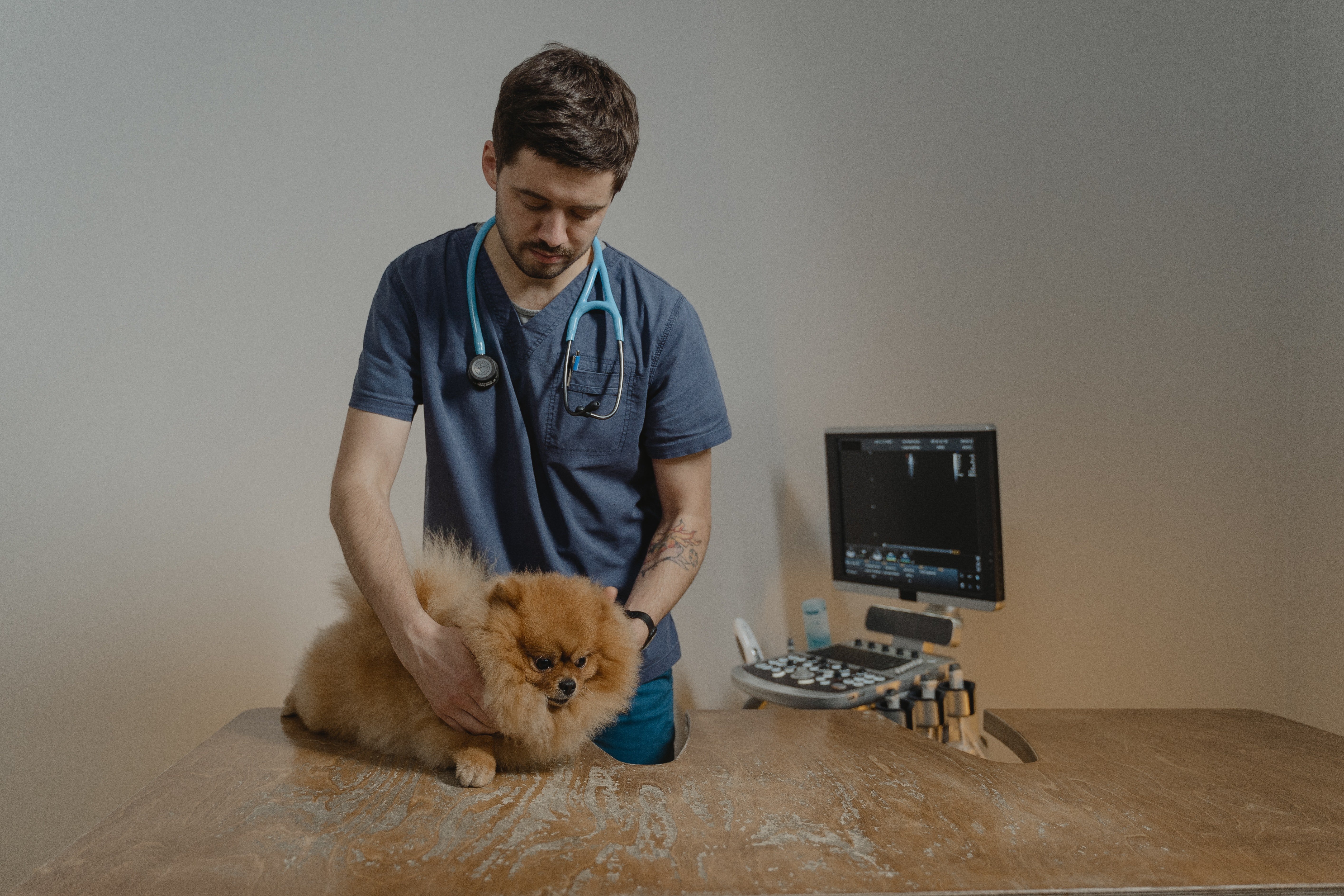Tom revealed he wanted to be a veterinarian when he grows up. | Source: Pexels