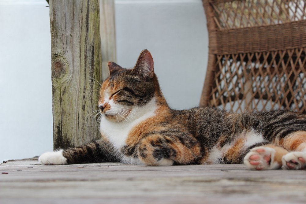 Un gato relajado en una terraza de madera. | Foto: Shutterstock