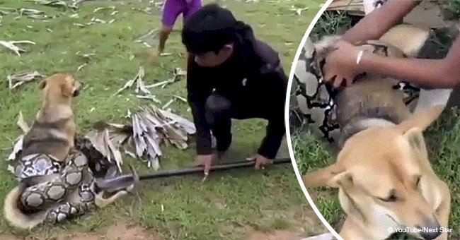 Giant snake catches dog in a death grip, but brave kids are ready to fight for their friend