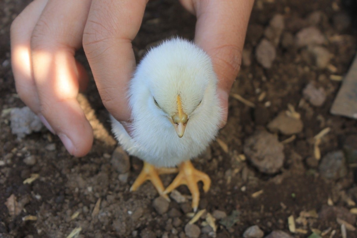 Un petit poussin tenu dans une main. | Photo : Pxhere Un petit poussin tenu dans une main. | Photo : Pxhere