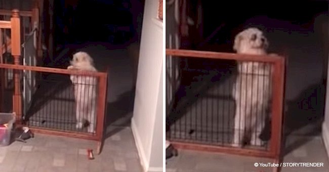 Dog mistakenly believes it is stuck and hopelessly tries to jump over the gate