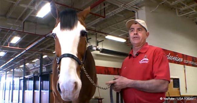 Meet the Budweiser Clydesdale horses (video)