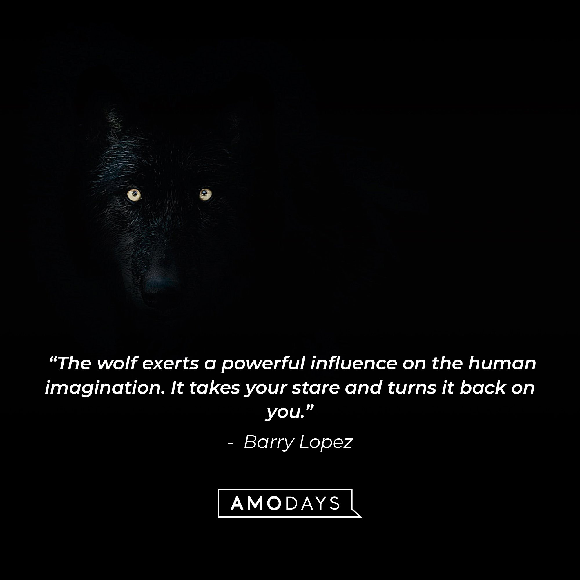 Barry Lopez's quote:  “The wolf exerts a powerful influence on the human imagination. It takes your stare and turns it back on you.” | Image: AmoDays