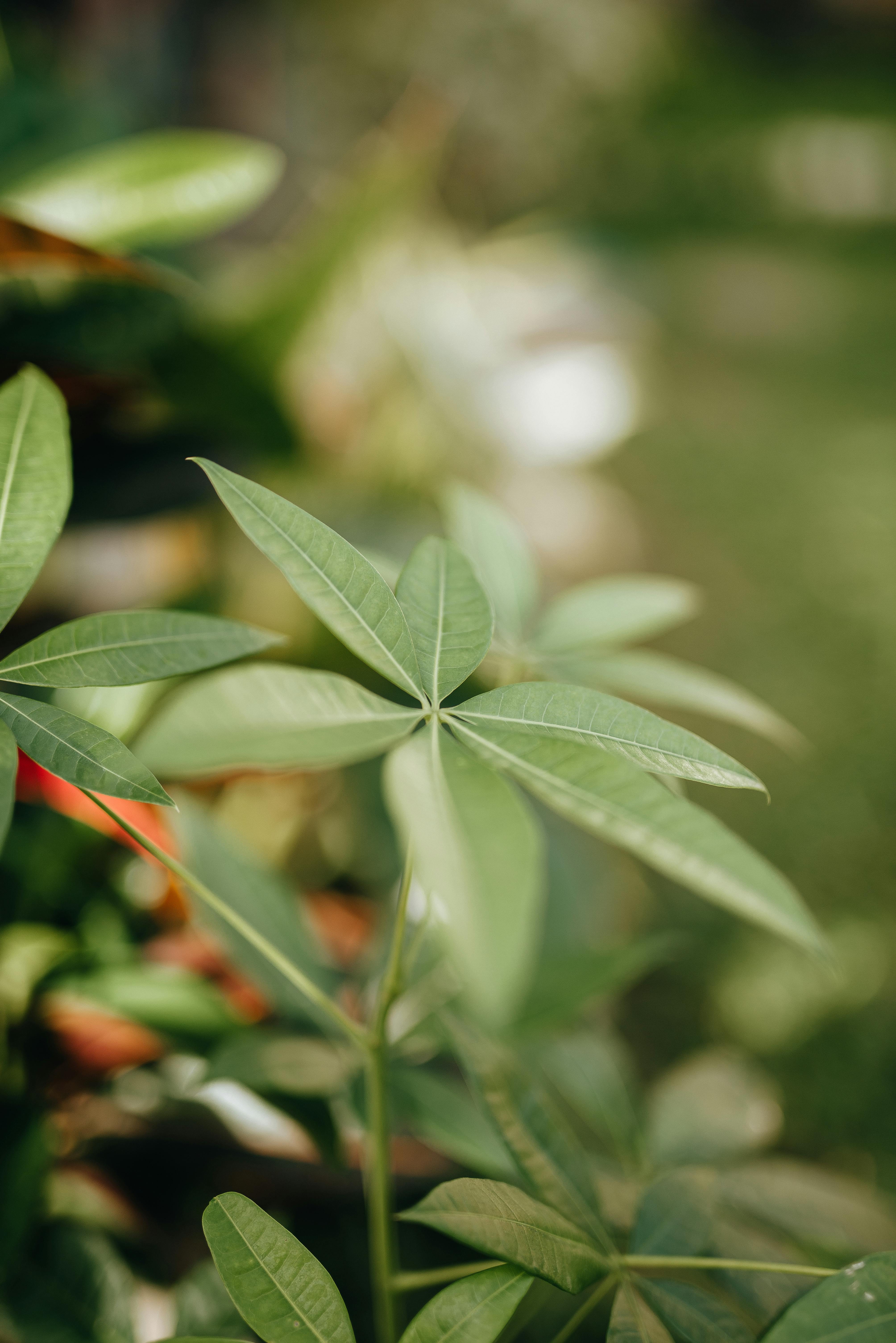 A money tree | Source: Pexels