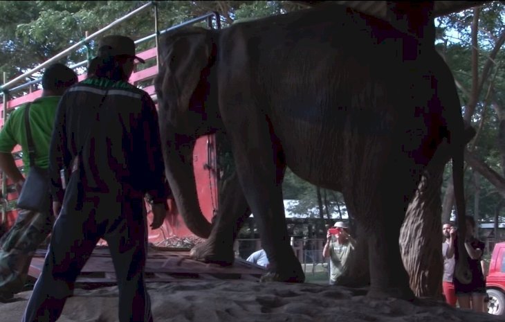 Imagen tomada de: YouTube/Elephantnews
