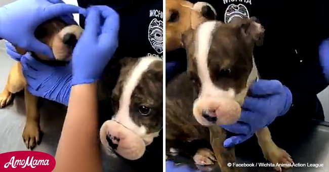 Silent puppies discovered in a dirty crate, but rescuers figured out the reason why