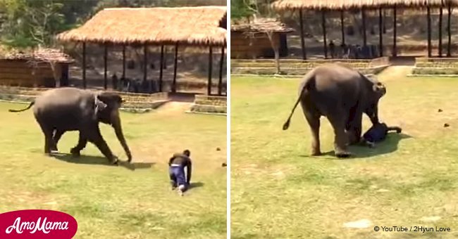 Caregiver pretends to be attacked to show the world the protective reaction of elephants