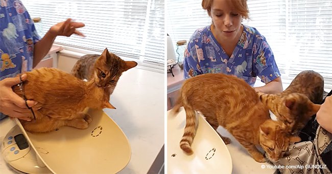 Video shows funny moment when cat tries to save his friend from the vet