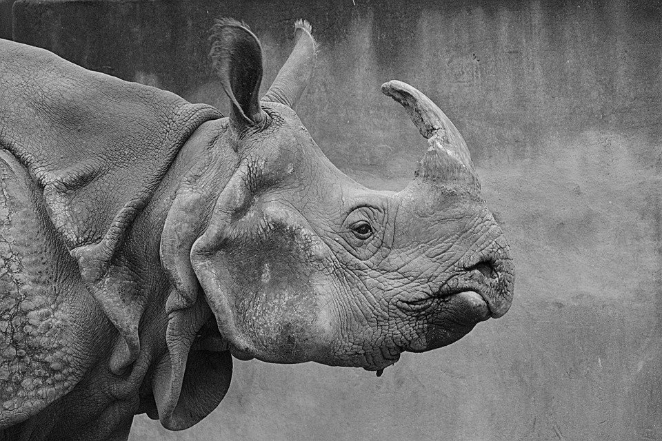 Rinoceronte / Imagen tomada de: Pixabay