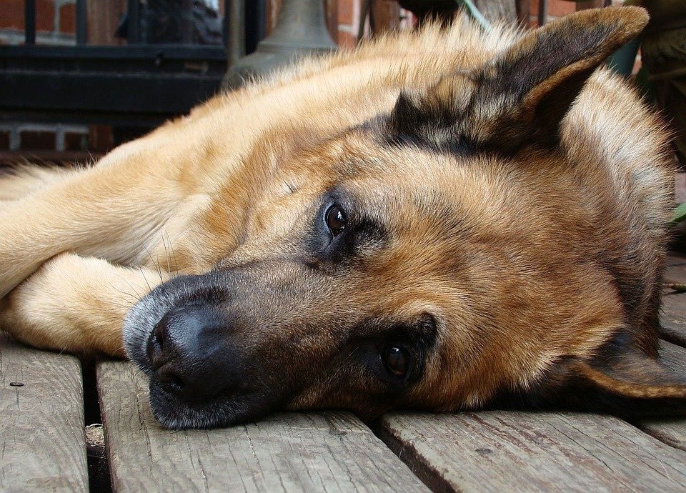 Perro| Foto: Pixabay Perro| Foto: Pixabay