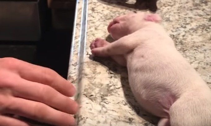 Chiot sans respiration | Photo: YouTube / Sanctuaire des survivants de l'Ima Chiot sans respiration | Photo: YouTube / Sanctuaire des survivants de l'Ima