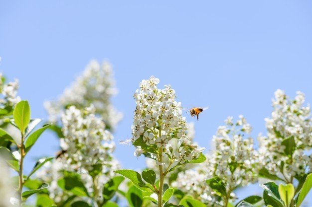 La población de abejas se ha reducido drásticamente en los últimos años / Foto: Freepik