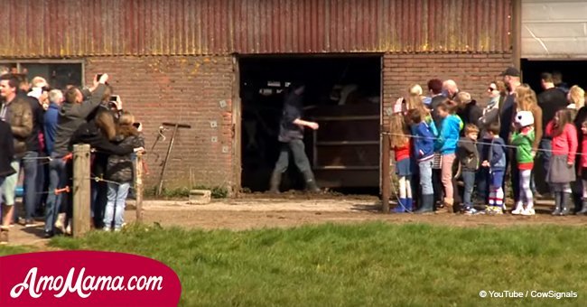 Cows were locked inside a barn for 6 months. Finally they were released and it was filmed