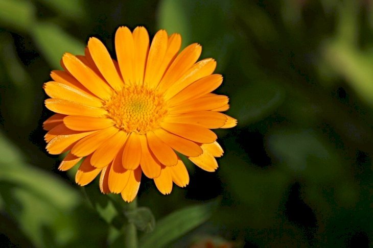Imagen tomada de: Pixabay Imagen tomada de: Pixabay