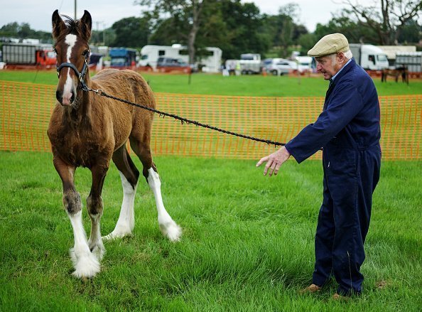  A man holds onto a shire horse foal during 153rd Ryedale Country Show | Photo: Getty Images
