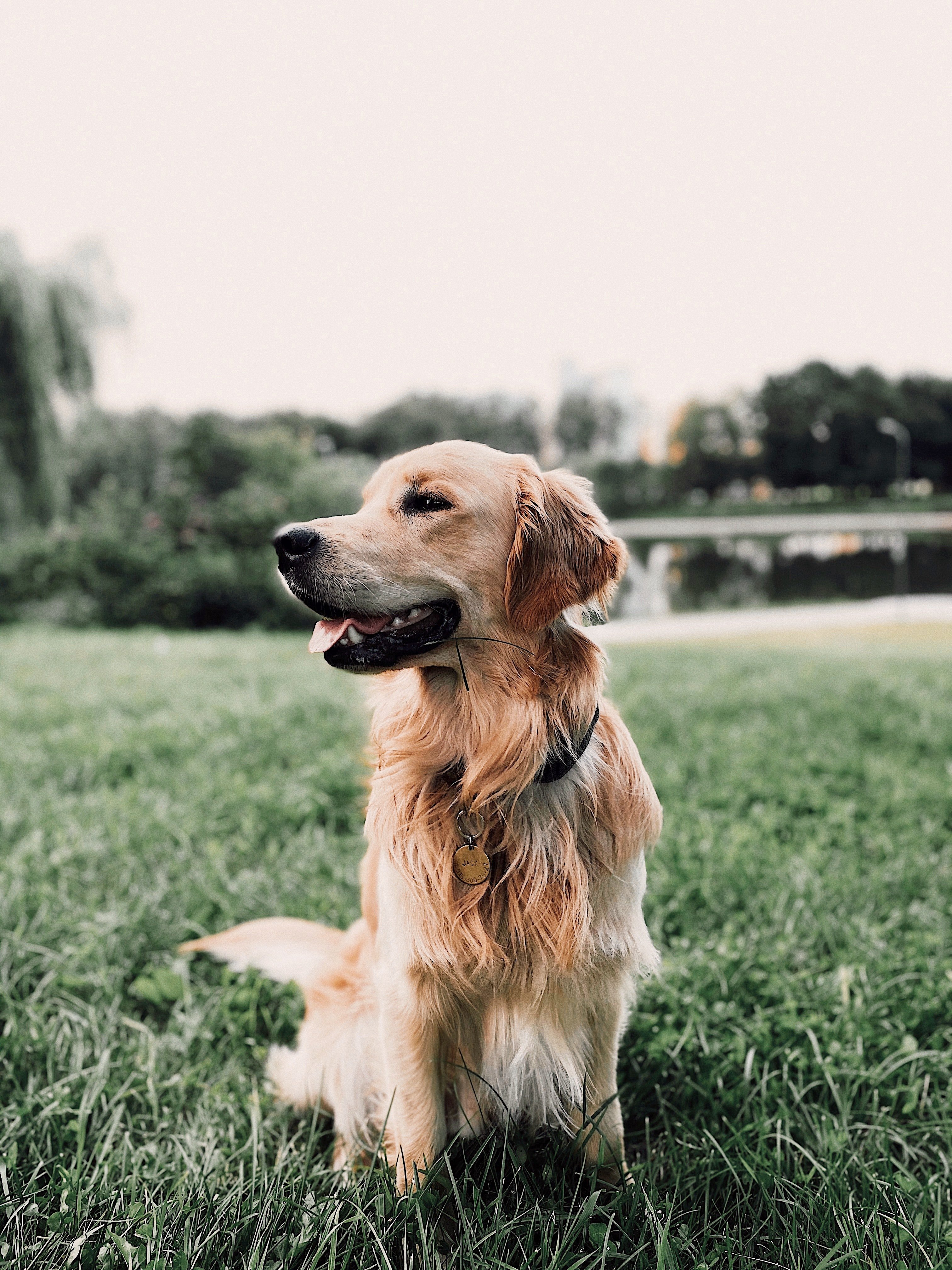 Pictured - A golden retriever on a grassy lawn | Source: Pexels 