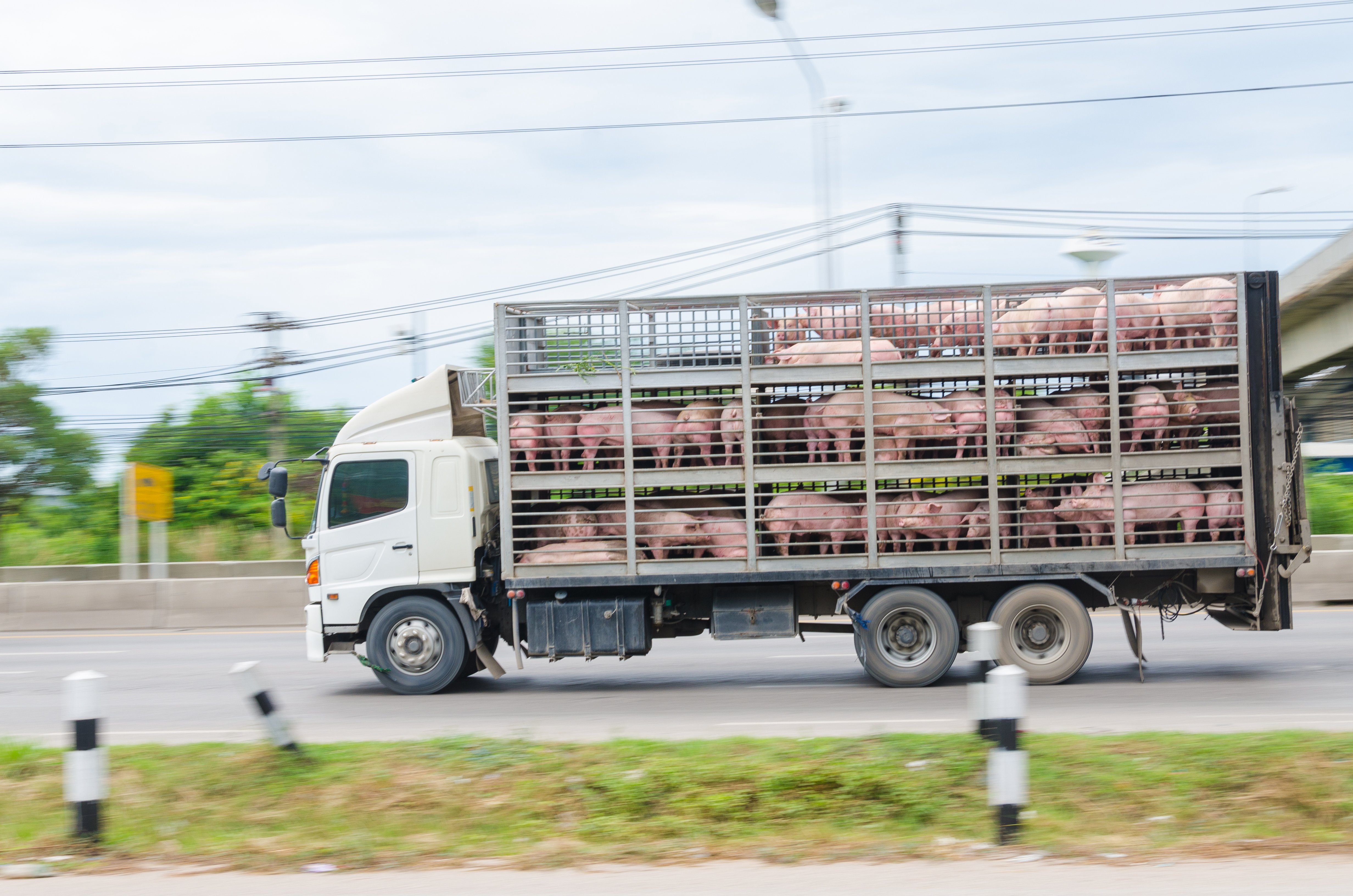 Truck running on the road, carrying pigs | Photo: Shutterstock.com 