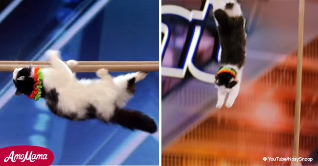 Super trained cats gave an exciting performance at 'AGT'