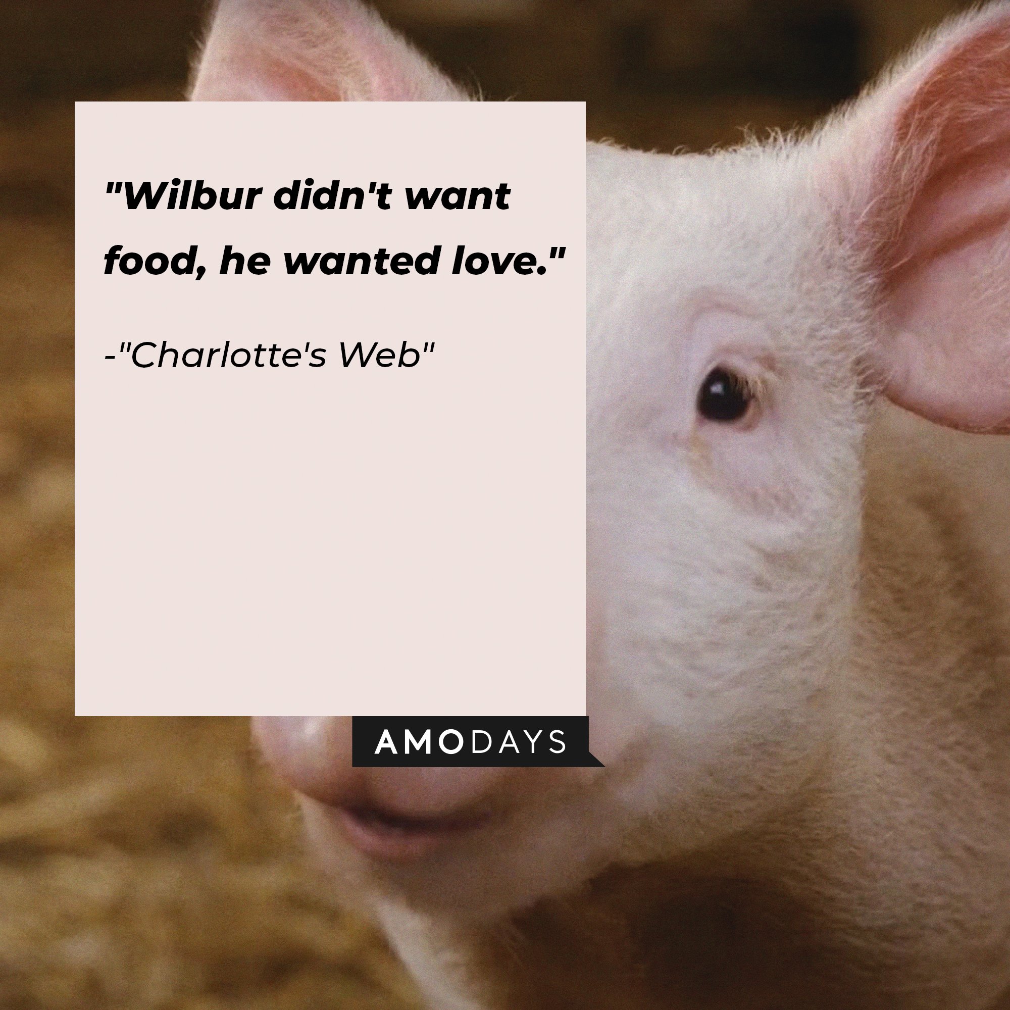 Charlotte's Web quote: "Wilbur didn't want food, he wanted love." | Image: AmoDays