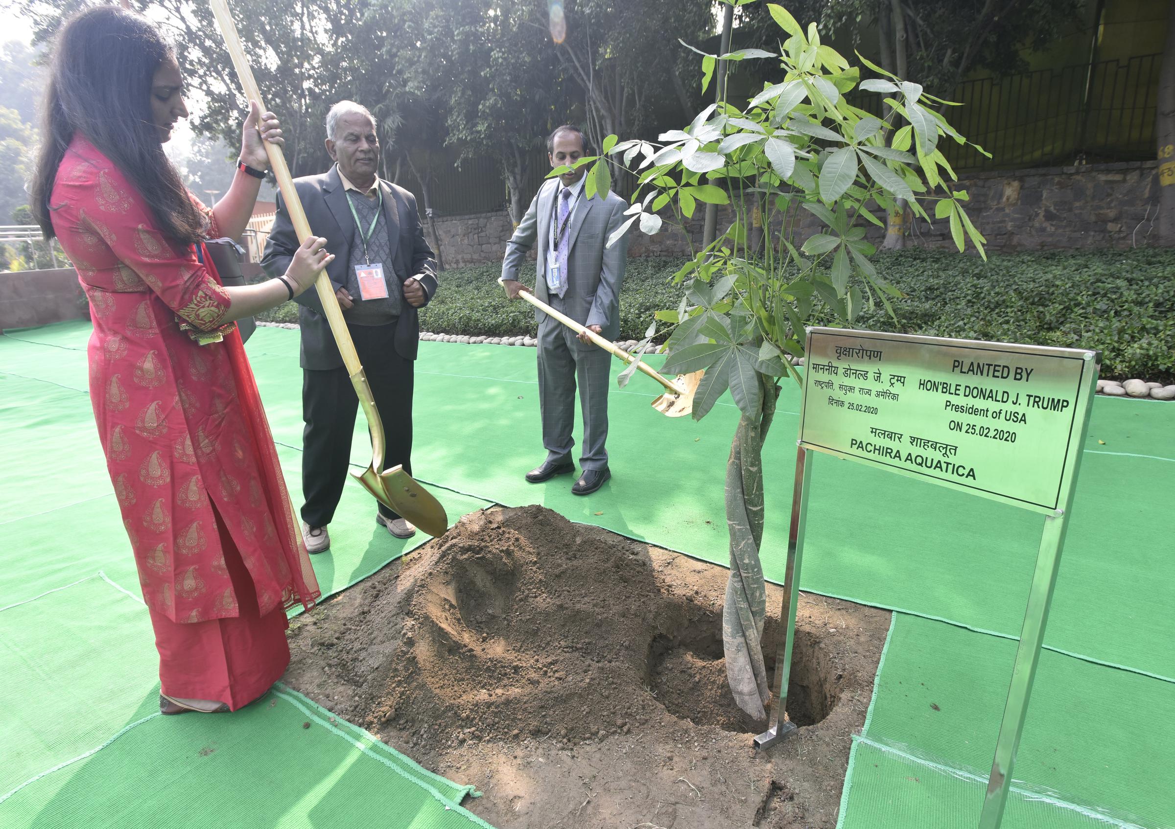 A money tree sapling planted by President Donald Trump and First Lady Melania Trump in New Delhi, India. | Source: Getty Images