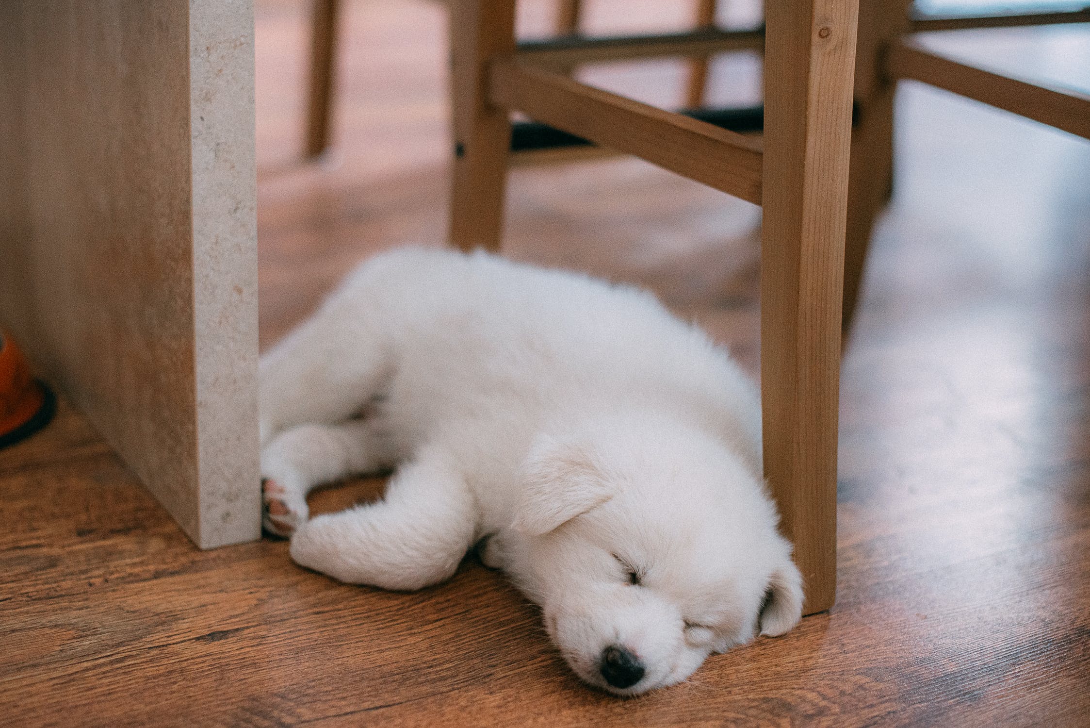 I saw a puppy through the window | Source: Pexels