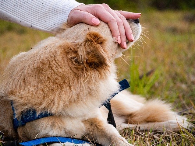 Someone pets a dog outside | Photo: Pixabay