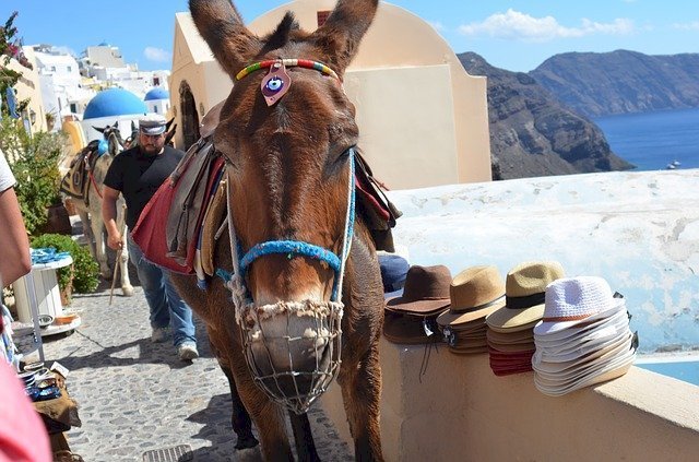 Foto de un burro tomada en Santorini, Grecia. | Foto: Pixabay Foto de un burro tomada en Santorini, Grecia. | Foto: Pixabay
