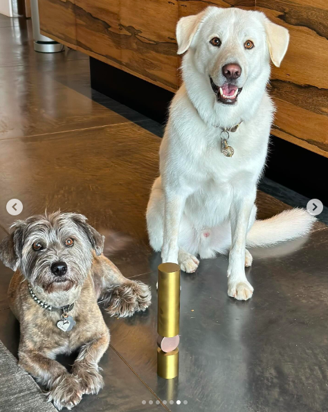 Jennifer Aniston's dogs posted on February 21, 2024 | Source: Instagram/jenniferaniston