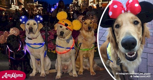 Service dogs go to Disneyland and it's the cutest thing you'll see all day