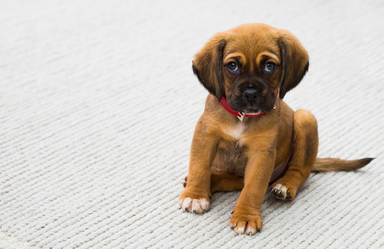 Un petit chiot. | Pixabay : Pixabay