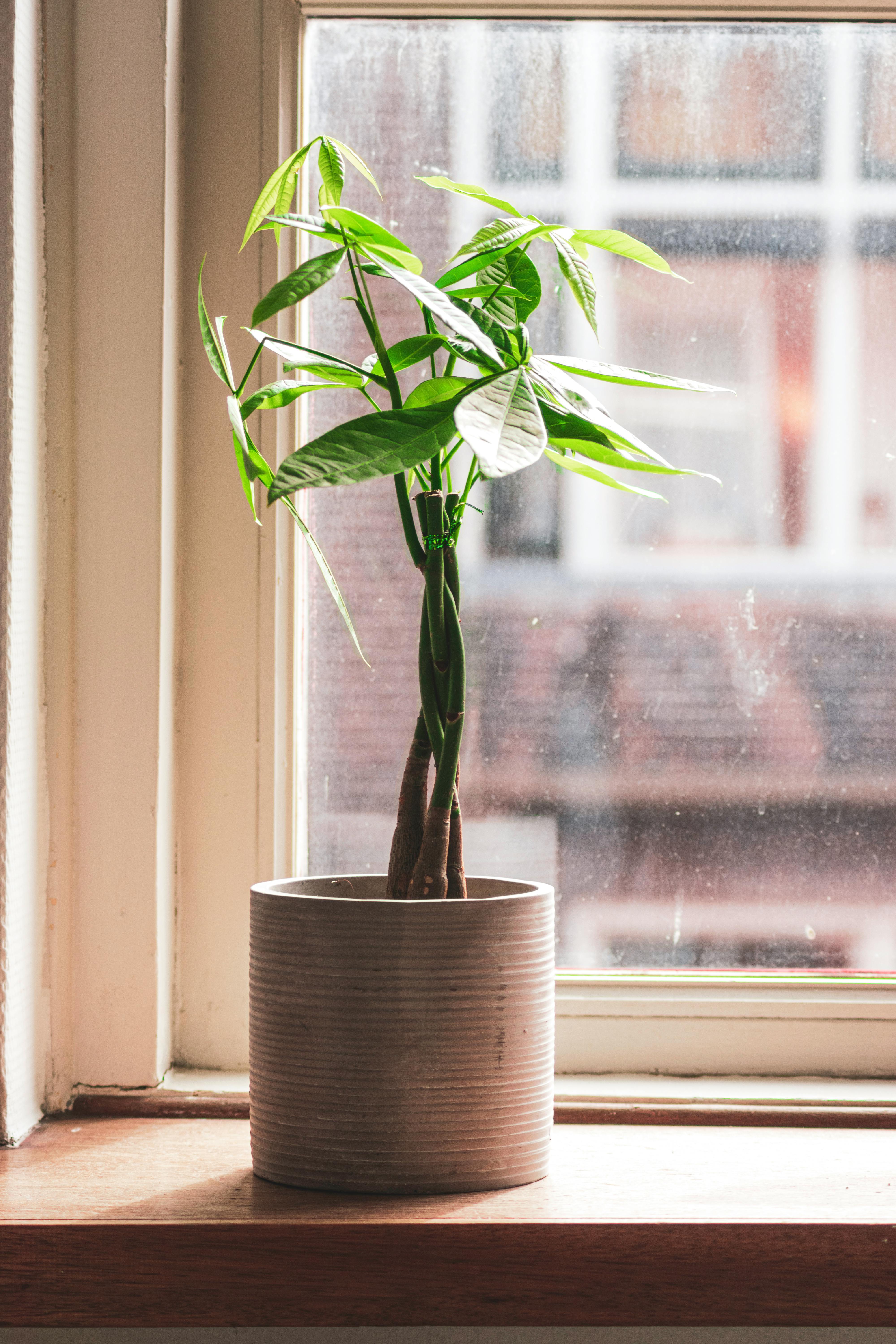 A money tree | Source: Pexels