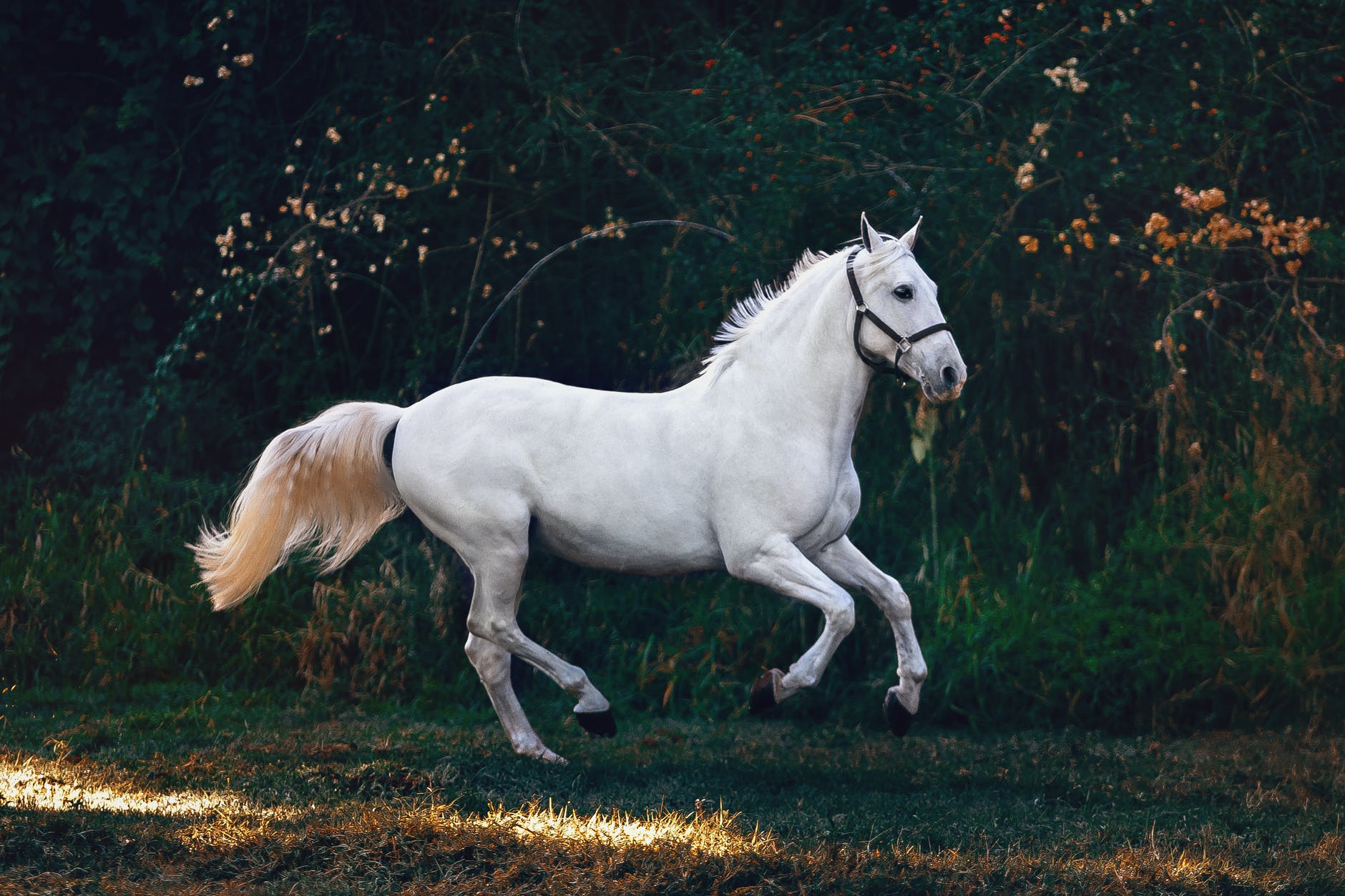 A horse | Source: Pexels