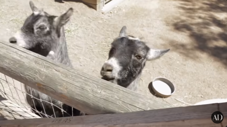 Patrick Dempsey's goats in his former Malibu home from a video dated October 29, 2014 | Source: youtube.com/@Archdigest