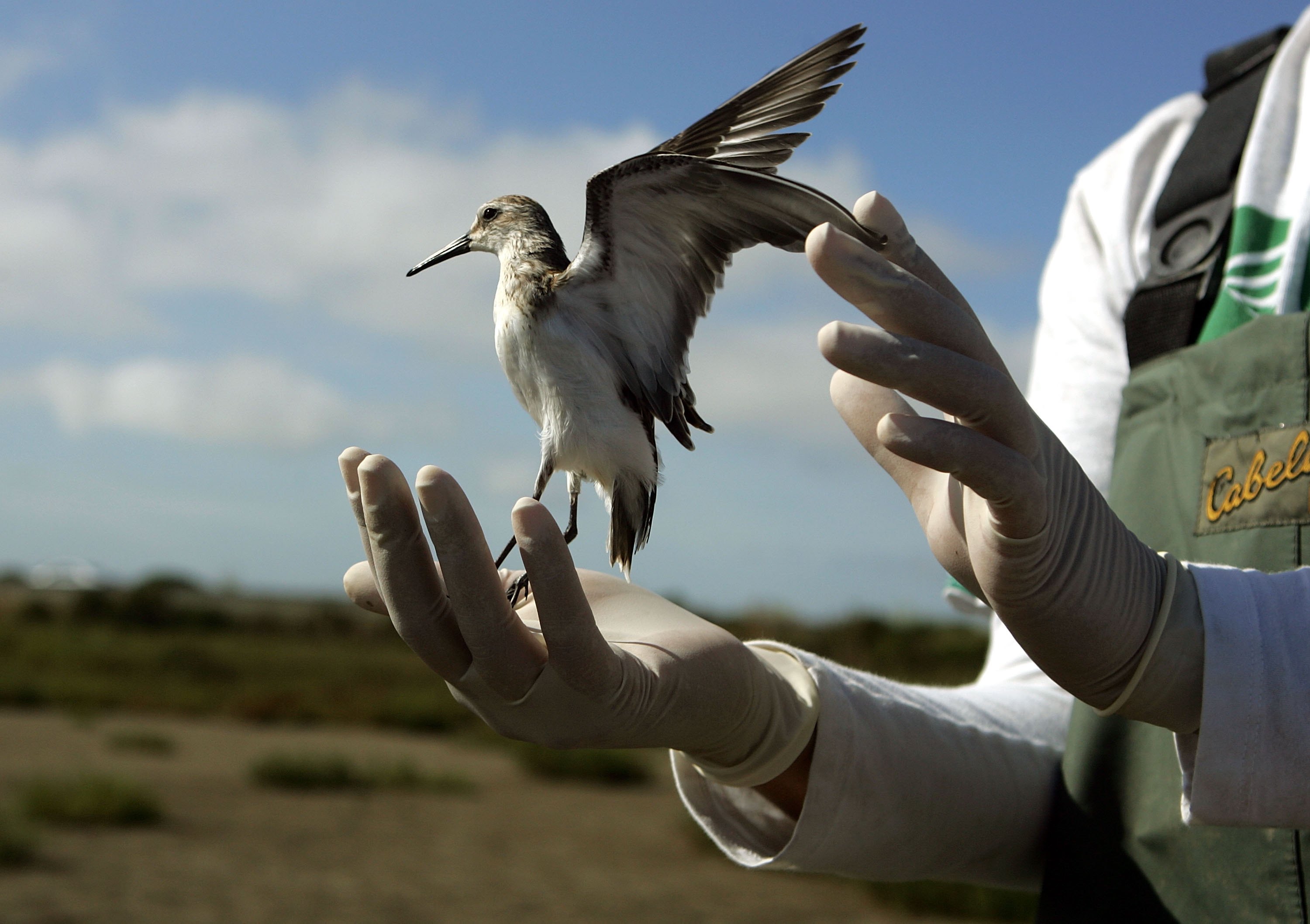 USGS Biologist Science Tech Brooke Hill releases a Western Sandpiper after testing it for the highly pathogenic H5N1 avian influenza in Sonoma, California, on August 16, 2006 | Source: Getty Images