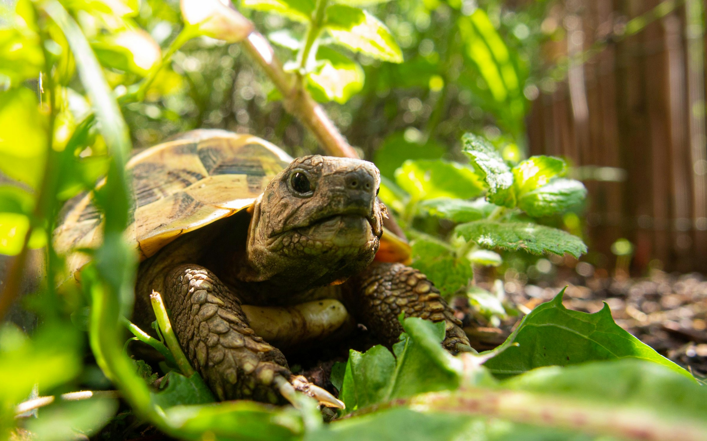 A tortoise | Source: Unsplash